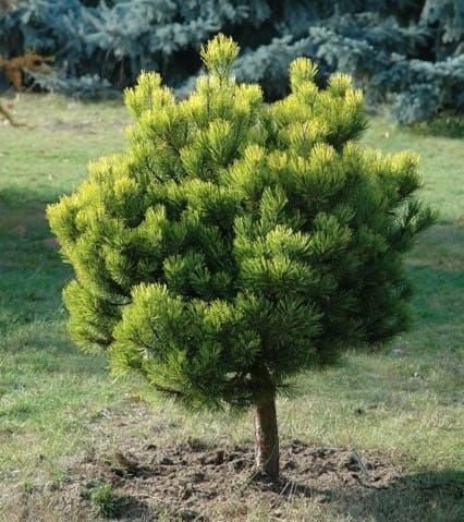 Borovice kleč OPHIR na parezu