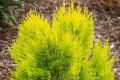 Thuja 4EVER GOLD