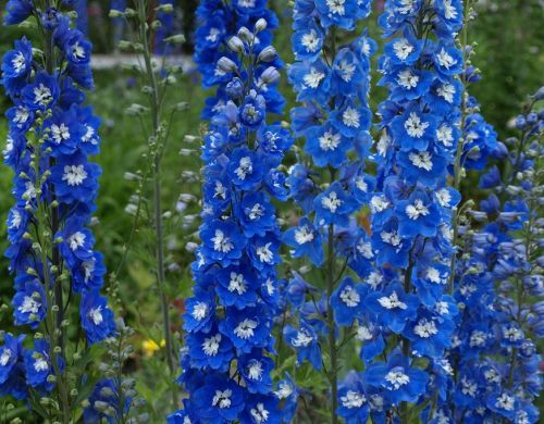 Stračka vyvýšená BLUE BIRD