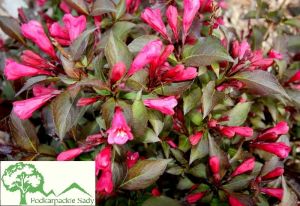 Weigelie NAOMI CAMPBELL