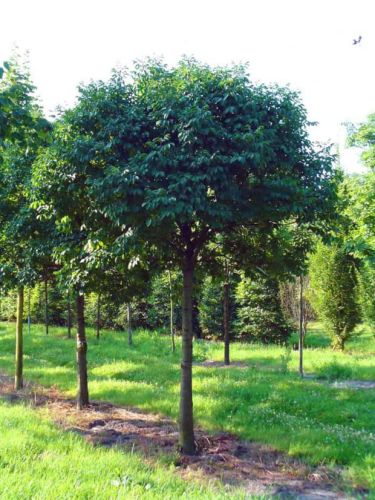 Javor babyka GLOBOSA NANUM