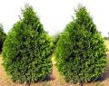 Thuja KÓRNIK