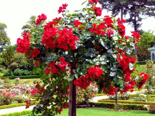 Růže miniaturní červená na pařezu