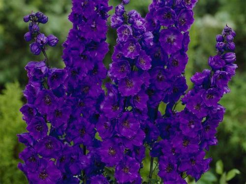 Stračka vyvýšená BLACK KNIGHT