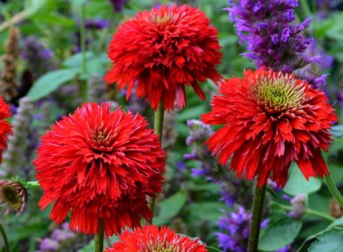 Třapatkovka SECRET LOVE