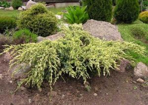 Jalovec šupinatý HOLGER