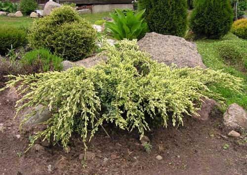 Jalovec šupinatý HOLGER