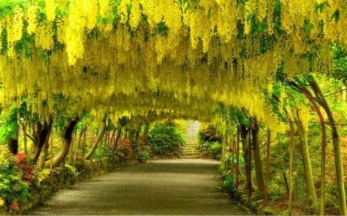 Štědřenec Watereri VOSSII PENDULA