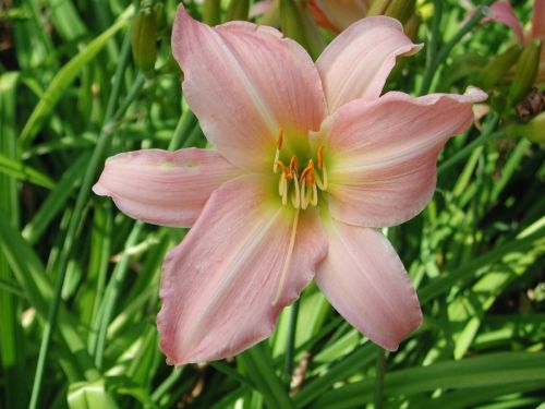 Denivka zahradní  WINSOME LADY