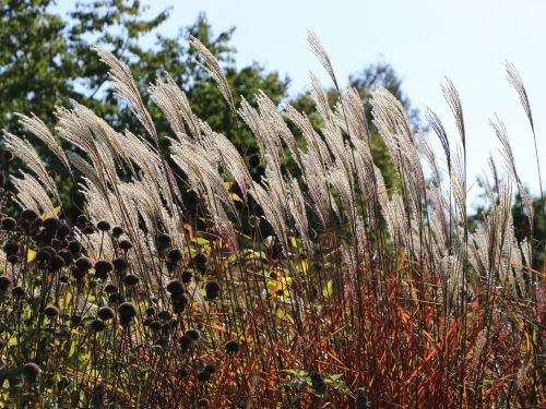 Ozdobnice čínská DRONNING INGRID