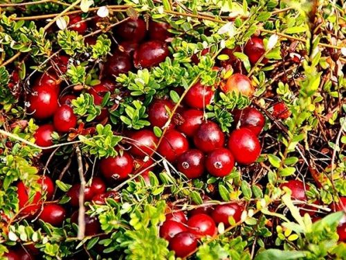 Klikva VELKOPLODÁ HOWES