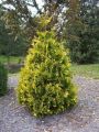 Żywotnik Zachodni thuja AUREOSPICATA