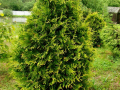 Żywotnik Zachodni thuja AUREOSPICATA