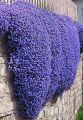 Żagwin Axcent DEEP PURPLE