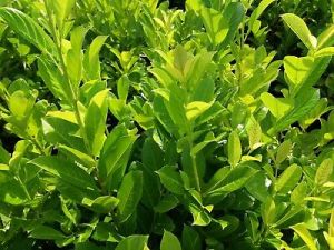 Bobkovišeň NOVITA 50-60 cm