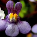 Cymbalaria Bluszczykowata