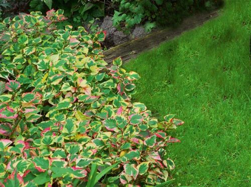 Touleň srdčitá CHAMELEON