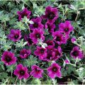 Bodziszek Popielaty PURPLE PILLOW