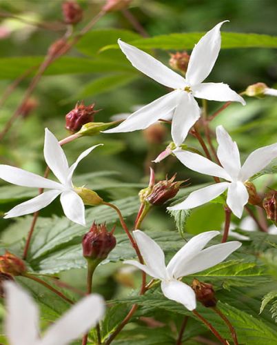 Trubučka TROJLISTÁ