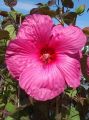 Hibiskus ROYAL GEM