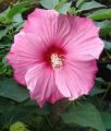 Hibiskus ROYAL GEM