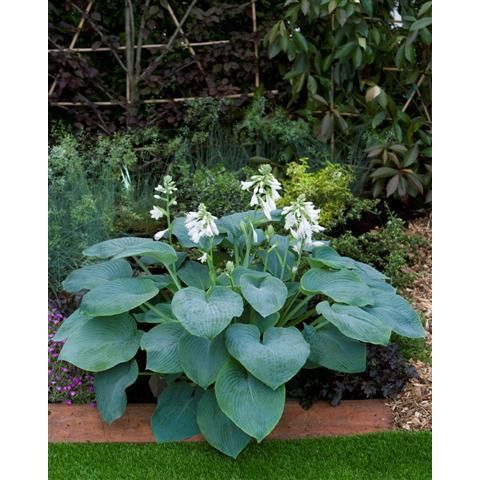 Bohyška - Hosta BRESSINGHAM BLUE