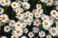 Aster Alpejski ALBUS