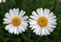 Aster Alpejski ALBUS