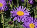 Aster Alpejski DUNKLE SHONE