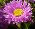 Aster Alpejski HAPPY END