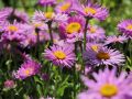 Aster Alpejski HAPPY END