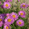 Aster Alpejski HAPPY END