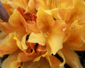 Pěnišník velkokvětý CHRISTOPHER WREN