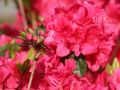 Azalia japońska ALLOTRIA