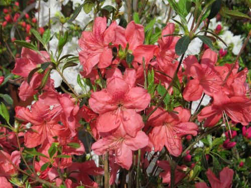 Azalka japonská MORAVA