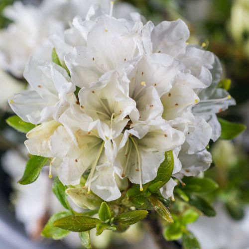 Azalka japonská PANDA