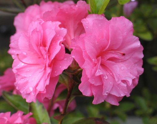 Azalka japonská ROSEBUD