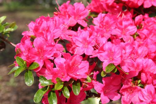 Azalka japonská RUBINETTA