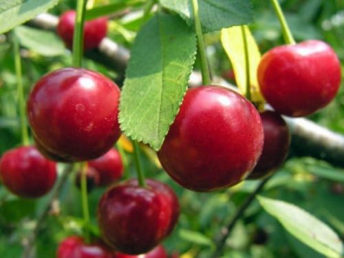 Višeň DEBRECZYN ve květináči