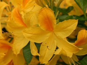 Pěnišník velkokvětý GOLDTOPAS