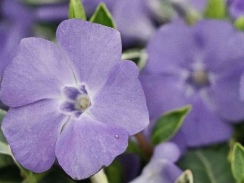 Barvínek menší RALPH SHUGERT