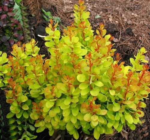 Dřišťál Thunberga GOLDEN CARPET