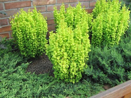 Dřišťál Thunberga GOLDEN TOWER