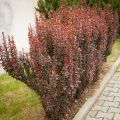 Berberys RED PILLAR