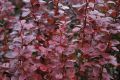 Berberys RED PILLAR