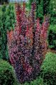 Berberys RED PILLAR