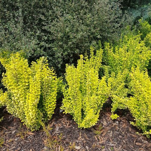 Dřišťál Thunberga MARIA