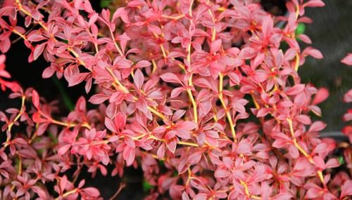 Dřišťál Thunberga ORANGE DREAM