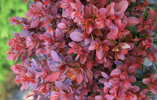 Dřišťál Thunberga BAGATELLE