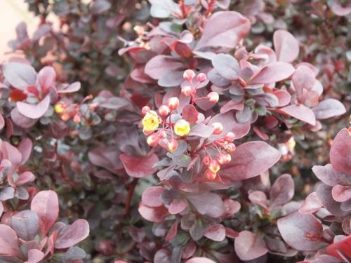 Dřišťál Thunberga CONCORDE